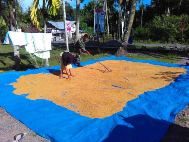 terpal untuk jemur padi