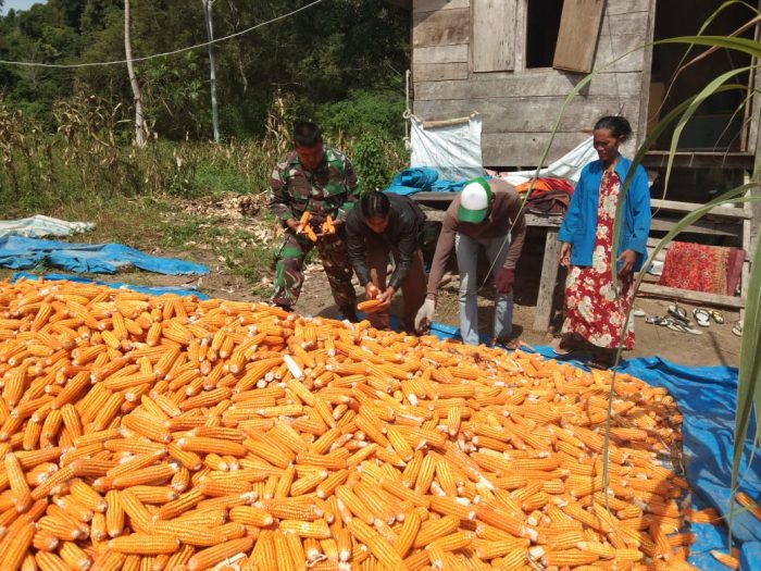 Bila Anda sedang cari info di mana beli TERPAL JEMUR JAGUNG PALEMBANG , Anda di halaman yang tepat, kami adalah penjual TERPAL JEMUR JAGUNG PALEMBANG yang Anda cari. Silakan hubungi :
